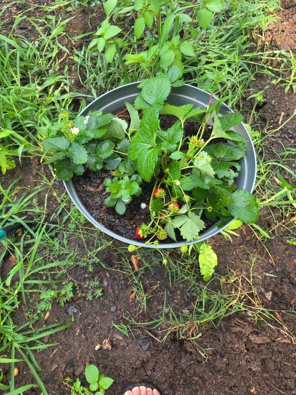 Strawberries growing in the Allies Way community garden